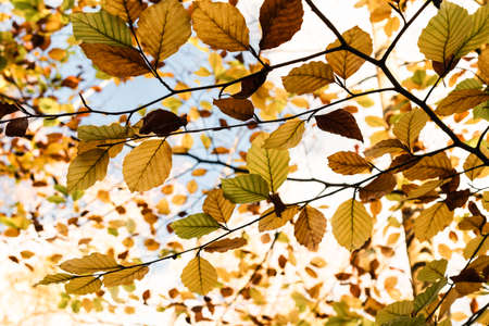 Autumn l(Fall) eaves on tree branches ranging from green through gold and copper to dark brown with...