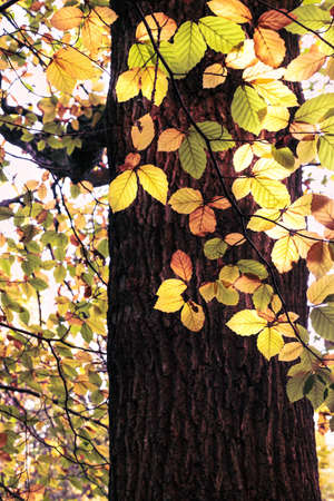 Bright sunlight shines through changing Autumn leaves on branch of woodland tree.