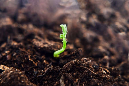 A small green plant shoot, growing upwards from dark brown soil, reaching towards light. New...