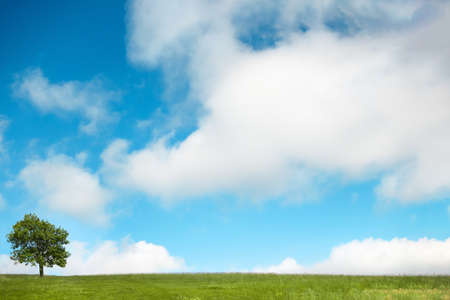 A lone tree standing on left of the horizon in a green grass field against a big blue sky with...