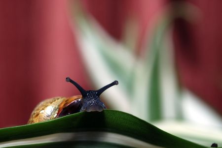 snailの写真素材