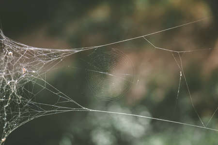 Spider webの写真素材