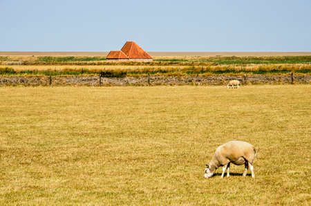 Island of Texel, The Netherlands, July 21, 2018: Minimalist image with two sheep and a shed in a flat landscapeのeditorial素材