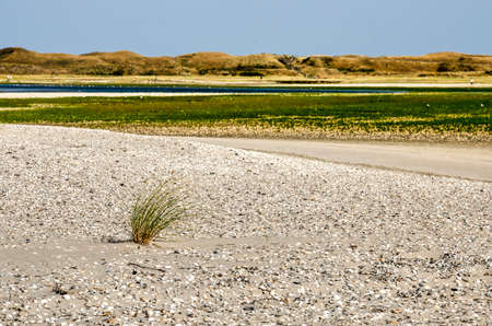 single wisp of marram grass on a sandy shell-covered knoll in the Slufter nature reserve on the...