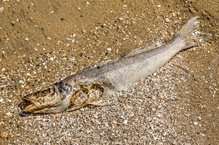 Dead fish on the sand and shells of a beachの写真素材