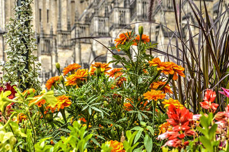 Marigold and other colorful flowers growing in a flowerbed near the cathedral in Bourges, France