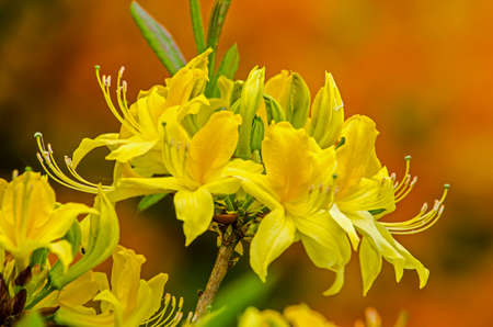Close-up of the yellow flowers of a rhododendron against an orange backgroundの写真素材