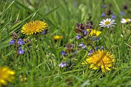 Close-up of a grass lawn with dandelions, ground ivy and daisies in springtimeの写真素材
