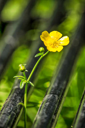 Single buttercup flowerの写真素材