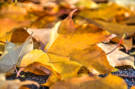 Close-up of a yellowish brown leaf fallen from a maple tree in autumn