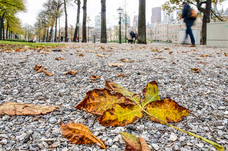 Fallen chestnut leaves on a gravel surface at Lange Vijverberg in The Hague, The Netherlands in autumnの写真素材