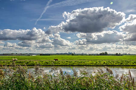 Polder landscape just north of Rotterdam with a canal, reeds and sheep, with the city's skyline in the distance under a blue sky with spectacular cloudsの写真素材