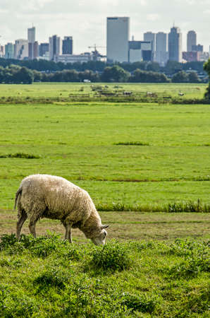 Sheep grazing on a dike in a polder near Rotterdam, The Netherlands with the skyline of the city blurred in the backgroundの写真素材
