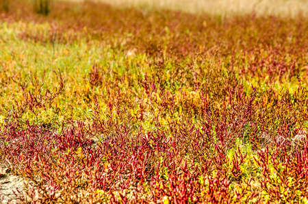 View of a field of glasswort in various shades of colorization between green and red, on a salty coastal plain on the island of Goeree, The Netherlandsの写真素材