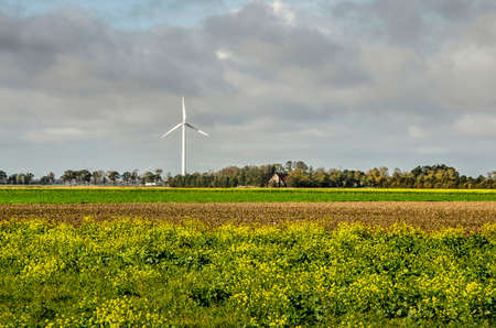 Rapeseed growing on a field in Noordoostpolder (North East Polder) with fields, farms and a large wind turbine in the backgroundの写真素材