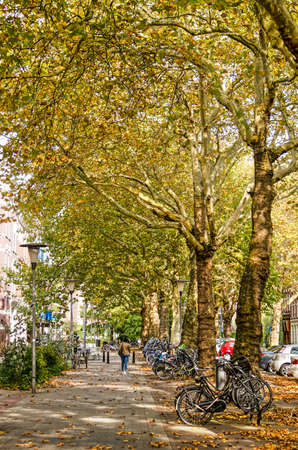 Rotterdam, The Netherlands, October 14, 2018: view of Teylingerstraat in autumn with bicycles and cars parked under tall plane treesの写真素材