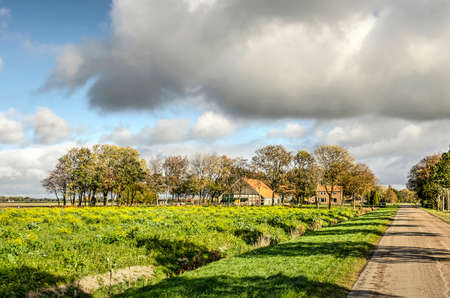 Noordoostpolder, The Netherlands, October 24, 2018: Field with rapeseed seperated from a straight polder road by a ditch, with a shed and farmhouse in the backgroundのeditorial素材