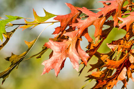 Close-up of several leaves of an oak tree in autumn in shades of brown and green against a...
