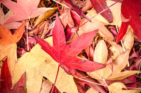 Red fallen leaves of a sweet gum tree piled up on the ground in autumn