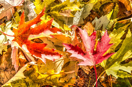 Maple leaves, fallen on the ground in autumn in color ranging from light green via yellow to orange...