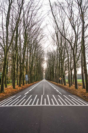 Symmetrical image of a deserted two lane asphalt road lined with tall trees  near Zutphen, The Netherlandsの写真素材