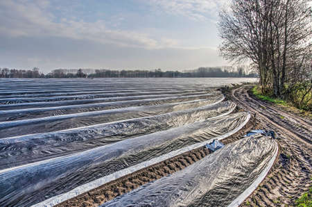 Sint Oedenrode, The Netherlands, December 14, 2018: dirt road along a large field of asparagus...