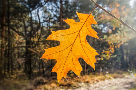 Light brown leaf on an oak tree in a forest in autumn