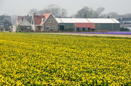 Hillegom, the Netherlands, April 2, 2019: yellow field of narcissi with a farmers house and farm buildings in the backgroundのeditorial素材