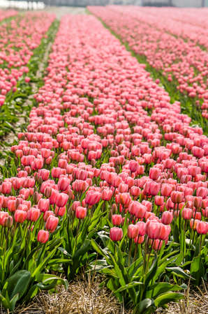 Strip of pink tulips in a flower field in springtime near Noordwijkerhout, The Netherlandsの写真素材