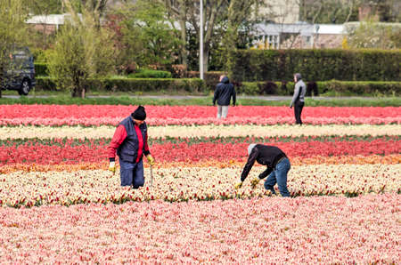 Noordwijkerhout, The Netherlands, April 15, 2019: four labourers at work in multi-colored tulip fiedsのeditorial素材