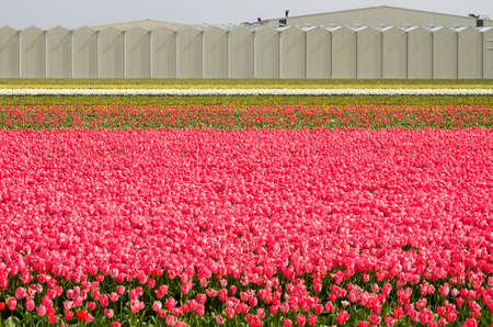 Noordwijkerhout, The Netherlands, April 15, 2019: tulip fields in pink and several other colors with a greenhouses in the backgroundのeditorial素材