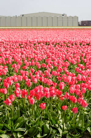 Noordwijkerhout, The Netherlands, April 15, 2019: close-up of reddish pink tulips in a flied with farm buildings in the backgroundのeditorial素材