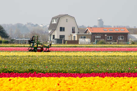 Noordwijkerhout, The Netherlands, April 15, 2019: flower bulb cultivator at work on an agricultural vehicle in colorful tulip fields with farm buildings in the backgroundのeditorial素材