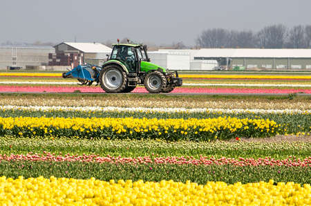 Noordwijkerhout, The Netherlands, April 15, 2019: Tractor driving on a road between colorful tulip fields with farm buildings in the distanceのeditorial素材