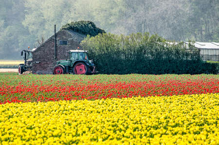 Noordwijk, The Netherlands, April 15, 2019: two tractors near an old farm building amidst colorful tulip fields on a sunny day in springtimeのeditorial素材
