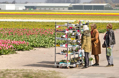 Noordwijkerhout, The Netherlands, April 15, 2019: tourists searching for souvenirs in a rack with flower bulbs on sale amidst colorful tulip fieldsのeditorial素材