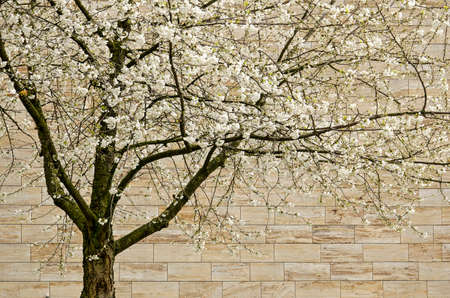 Rotterdam, The Netherlands, April 4, 2019: white blossoming prunus tree in front of the travertin...
