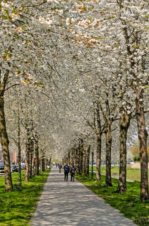 Rotterdam, The Netherlands, April 14, 2019: footpath in Prinsenland neighbourhood lined with tall white blossoming treesのeditorial素材