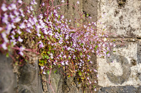 close-up of cymbalaria muralis growing on an old weathered quay wallのeditorial素材
