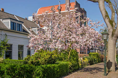 Rotterdam, The Netherlands, April 1, 2019: Sprintime street scene in the neighbourhood of Kralingen with a blooming magnolia, houses, gardens and a traditional lanternのeditorial素材