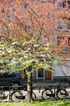 Rotterdam, The Netherlands, April 1, 2019: Prunus tree in a street in Kralingen neighbourhood blossoming in two colors: reddish pink and whiteのeditorial素材