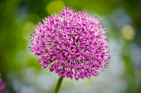 The spherical shape of an allium or ornamental onion, against a background with a soft green bokehのeditorial素材