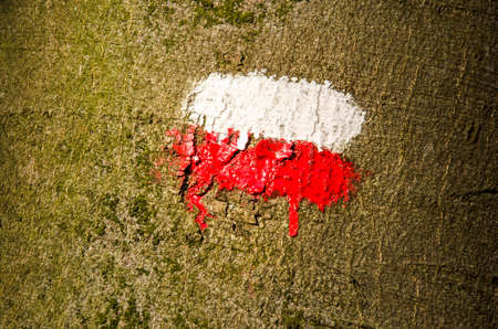 Red and white painted long distance hiking trail marker on a beech treeのeditorial素材