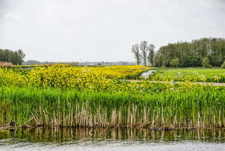 Landscape with reeds on the bank of a canal, meadows, trees and bundant rapeseed in Alblasserwaard polder in the Netherlandsのeditorial素材
