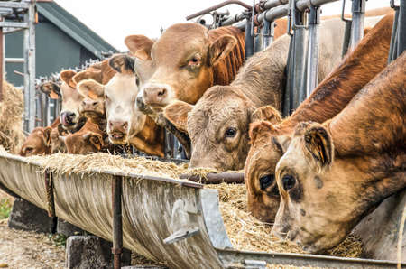 A dozen brown cows eating hay from a cattle-feederのeditorial素材