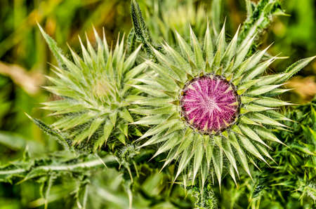 Close-up of the purple flower of a thistle in the proces of opening upのeditorial素材