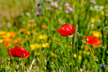 Three red poppy flower in a green field with various other wildflowers in different colorsのeditorial素材