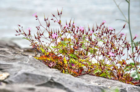 Scaterred vegatation with purple flowers growing on the stony bank of the Nieuwe Maas river in Rotterdamの写真素材