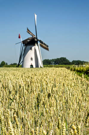 Nieuw- en Sint Joosland, The Netherlands, June 29, 2019: close-up of a wheat field under a blue sky...