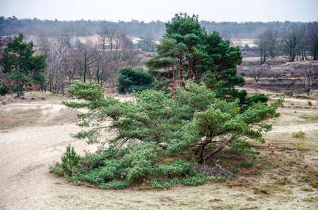 Group of pine trees in a sandy landscape in Loonse en Drunense duinen national park, the netherlandsのeditorial素材